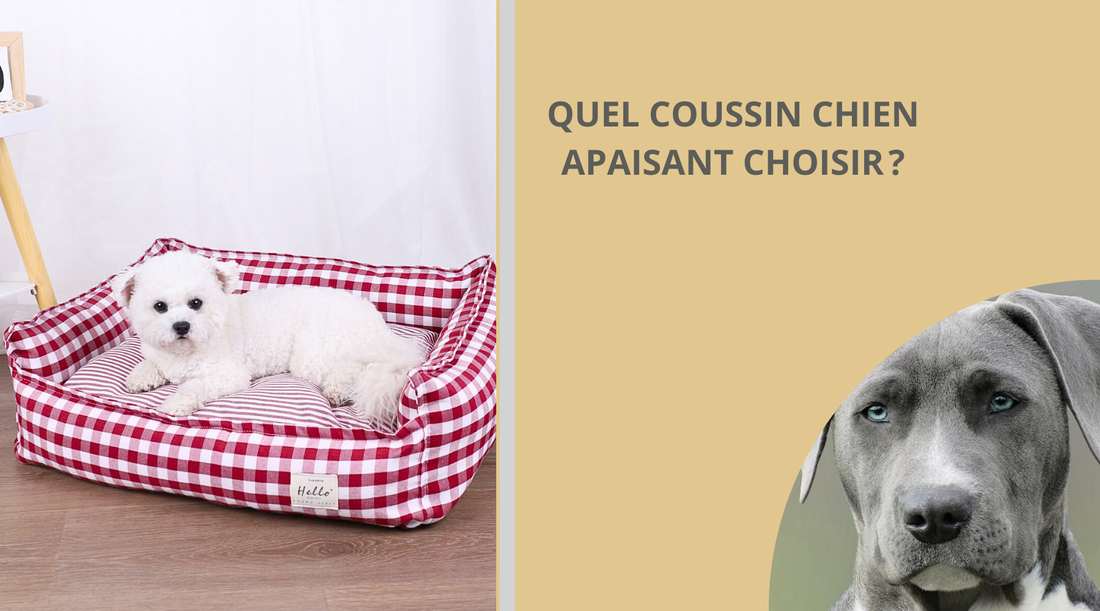 coussin-chien-apaisant-blog