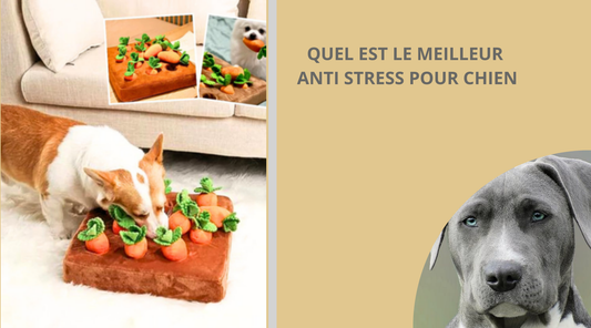 quel-est-le-meilleur-anti-stress-pour-chien