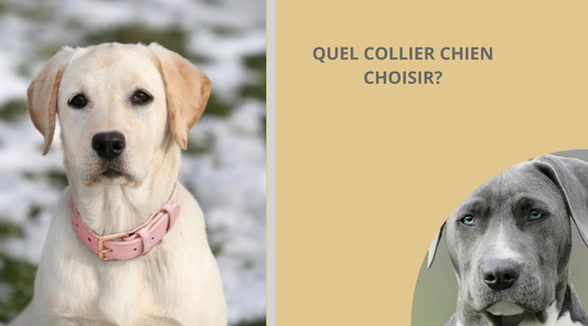 collier-chien-blog