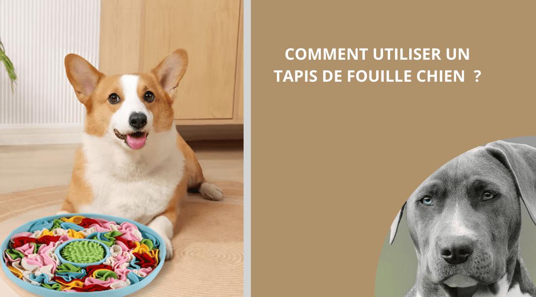 COMMENT UTILISER UN TAPIS DE FOUILLE CHIEN ? - Wouf chien