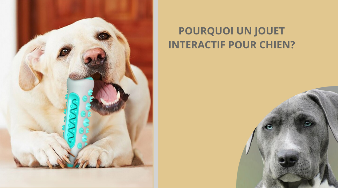 jouet-interactif-chien-blog