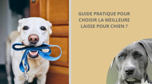 laisse-pour-chien-blog