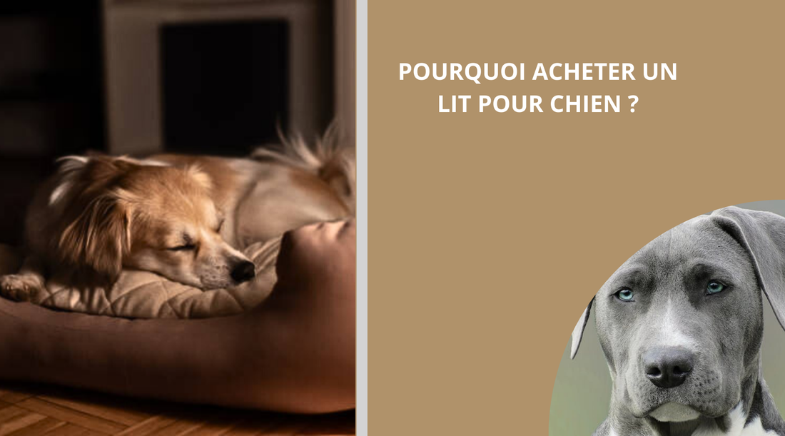 lit-pour-chien-blog