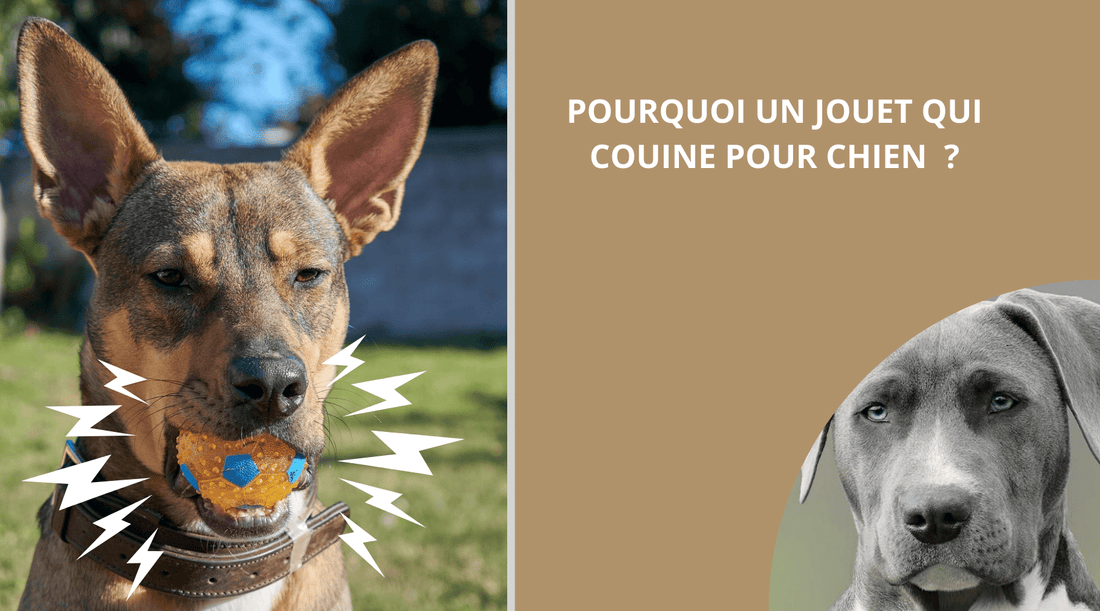 POURQUOI UN JOUET POUR CHIEN QUI COUINE ? - Wouf chien
