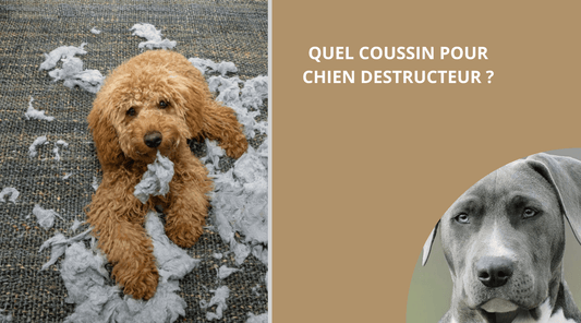 QUEL COUSSIN POUR CHIEN DESTRUCTEUR? - Wouf chien