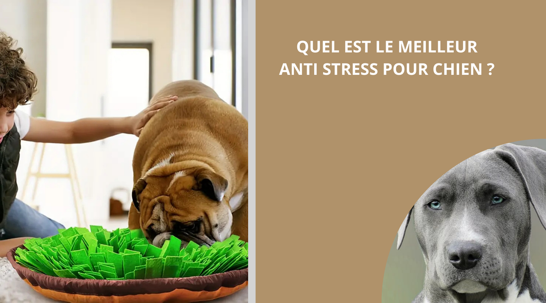 quel-est-le-meilleur-antistress-pour-chien-blog