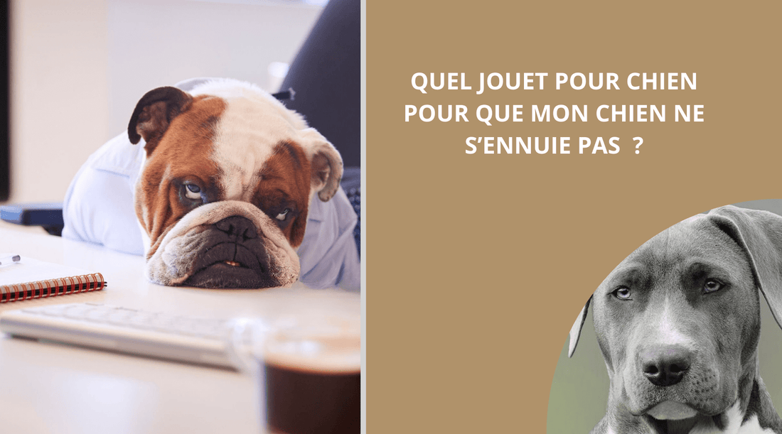 QUEL JOUET POUR CHIEN POUR QUE MON CHIEN NE S'ENNUIE PAS ? - Wouf chien