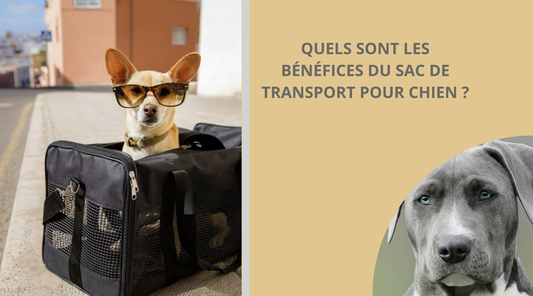 sac-de-transport-pour-chien-blog