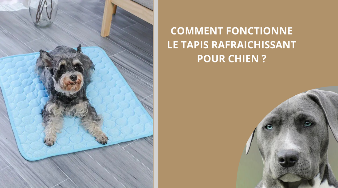 tapis-rafraichissant-pour-chien-blog