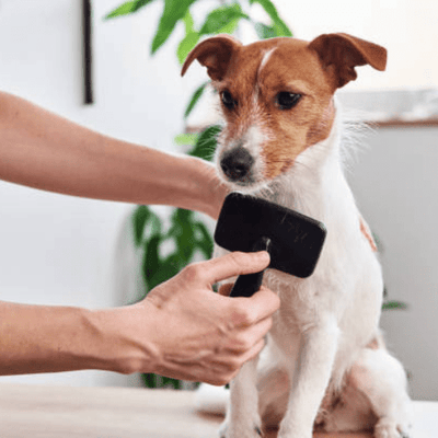 BROSSE POUR CHIEN - Wouf chien