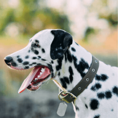 COLLIER CHIEN - Wouf chien