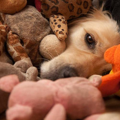 JOUET POUR CHIEN - Wouf chien
