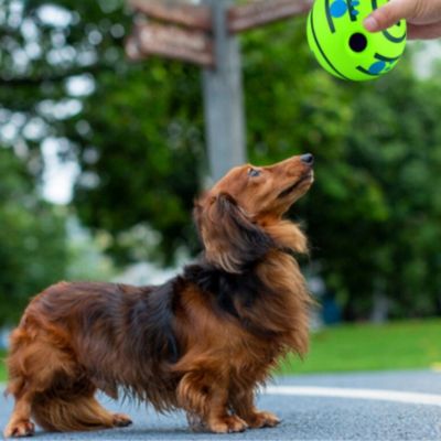 balle-chien-interaction