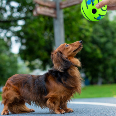 balle-chien-lancer