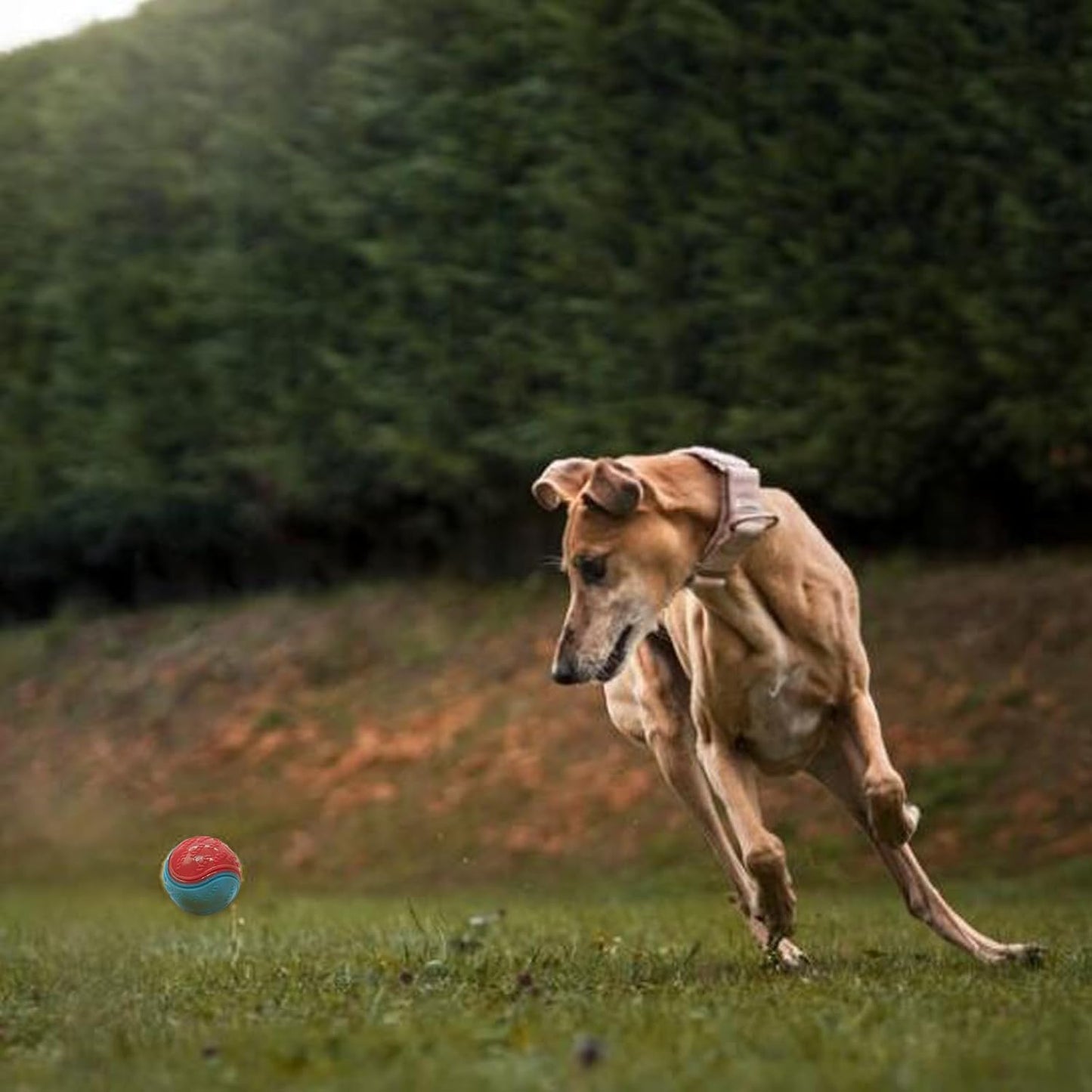 balle-pour-chien-courir