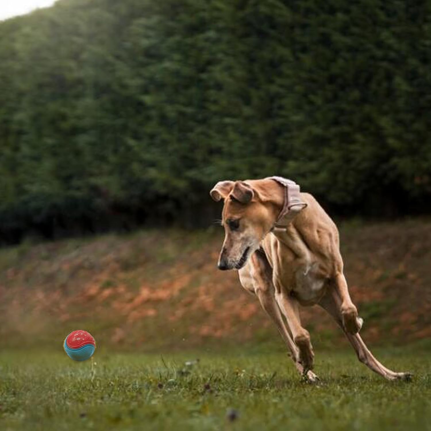 balle-pour-chien-courir