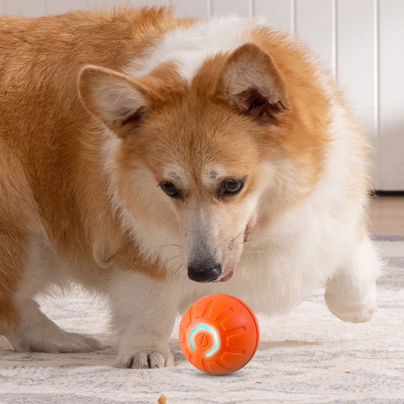 balle-pour-chien-divertir