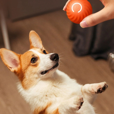 balle-pour-chien-intelligente