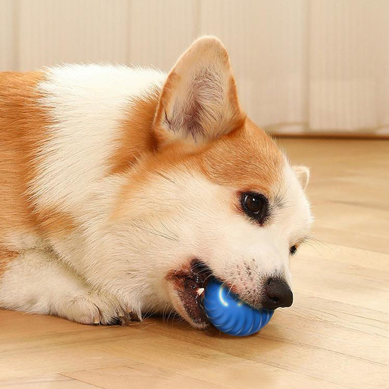 balle-pour-chien-jeu