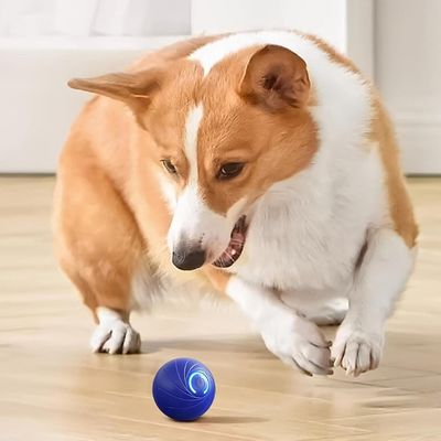 balle-pour-chien-mouvement