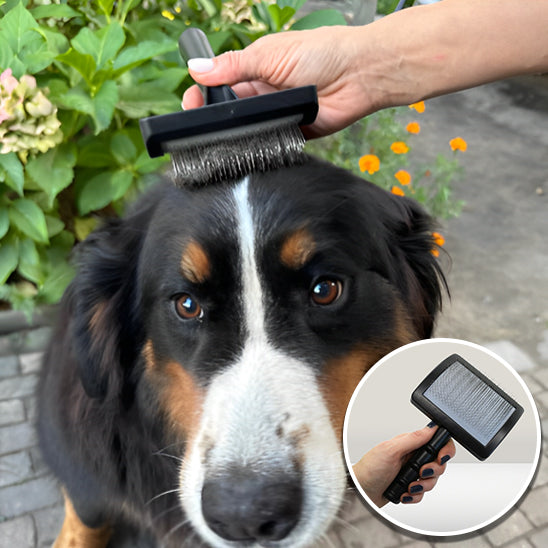 brosse-a-chien-noir