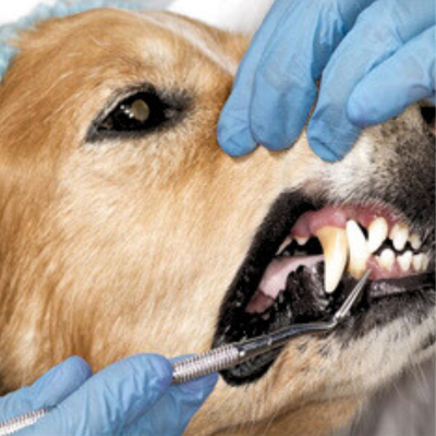 brosse-a-dent-chien-detartrage