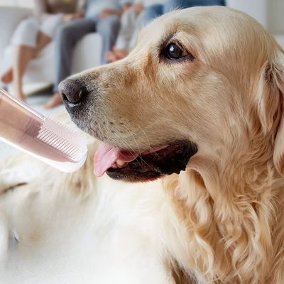 brosse-a-dent-chien-hygiene