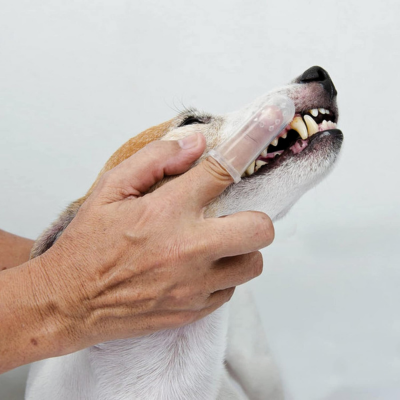 brosse-a-dent-chien-transparente