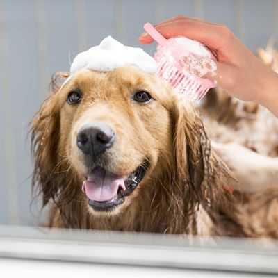 brosse-de-bain-pour-chien-douceur