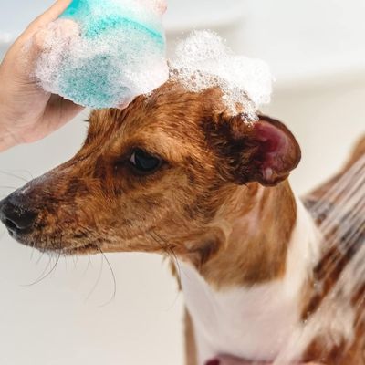 brosse-de-bain-pour-chien-savon