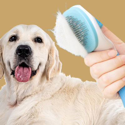 brosse-pour-chien-bleu