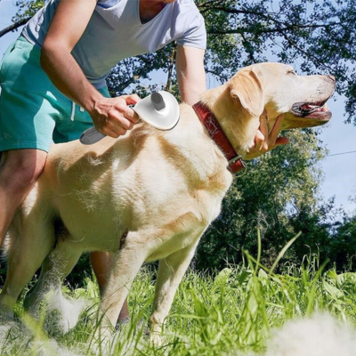 brosse-pour-chien-efficace