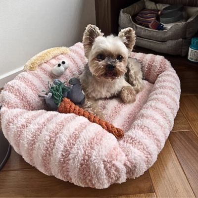 canape-pour-chien-confortable