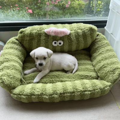 CANAPÉ POUR CHIEN | Douillet - Wouf chien