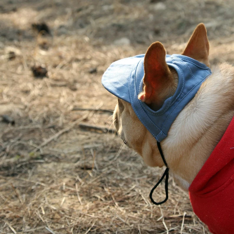 casquette-pour-chien-bleue