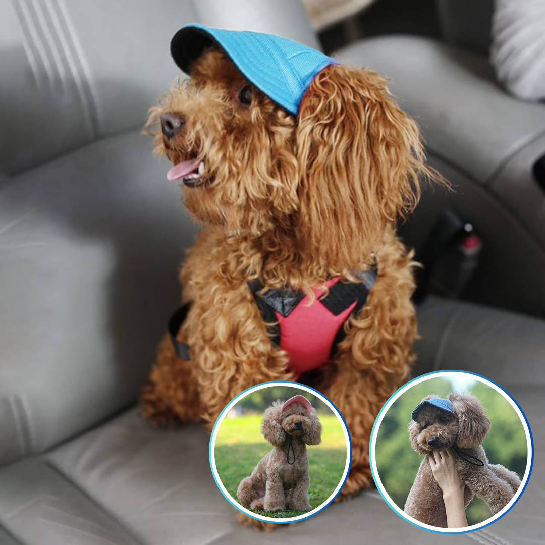 casquette-pour-chien-élégante