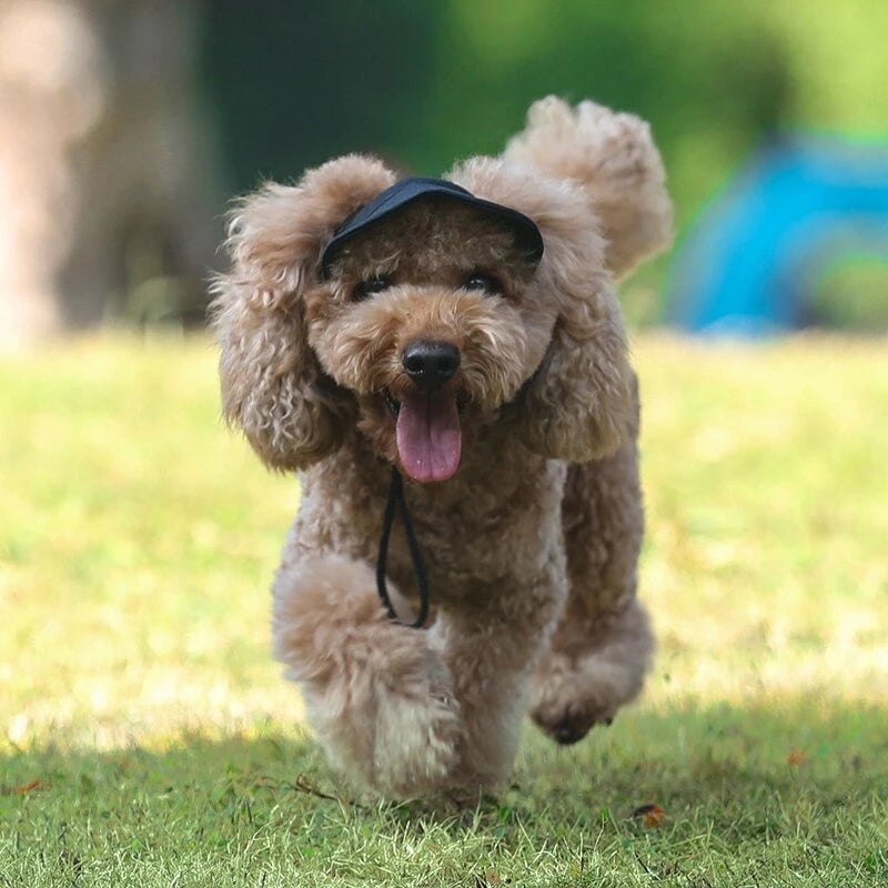 casquette-pour-chien-noire