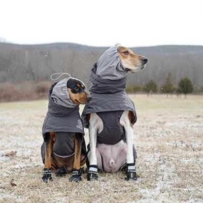 chaussure-pour-chien-automne