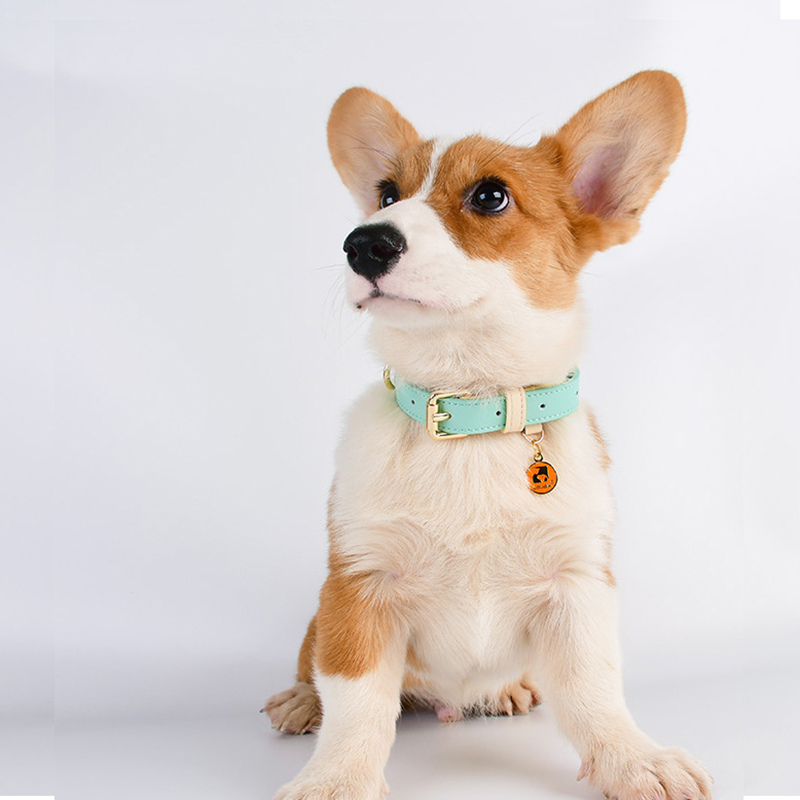 collier-chien-cuir-bleu