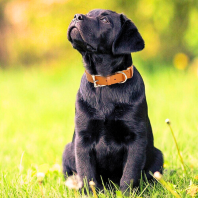 collier-chien-cuir-brun