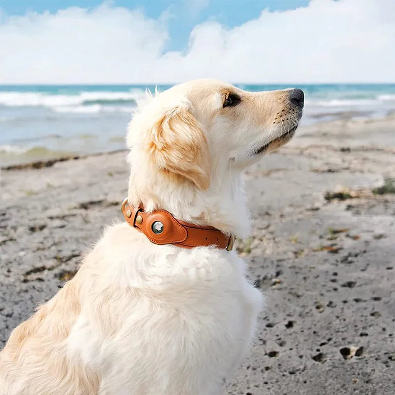 collier-chien-gps-élégant