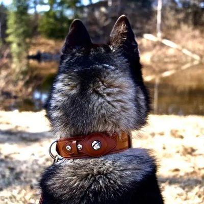 collier chien gps liberté