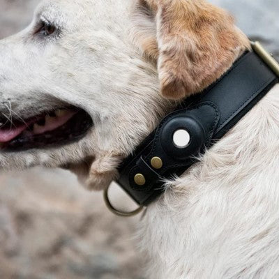 collier-chien-gps-résistant