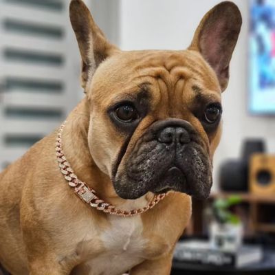 collier-chien-style