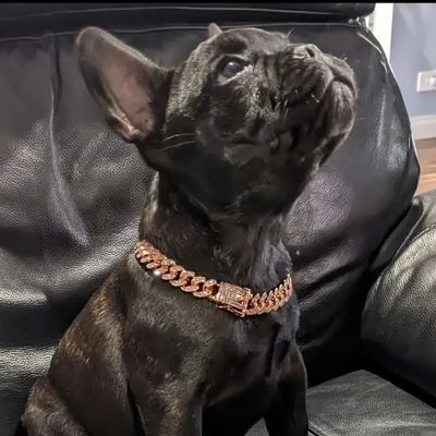 collier-chien-stylise