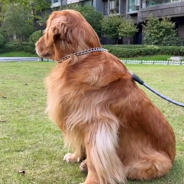 collier-etrangleur-chien-acier