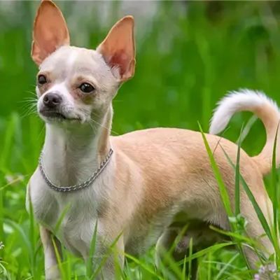 collier-etrangleur-chien-promenade