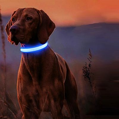 collier-lumineux-chien-brac