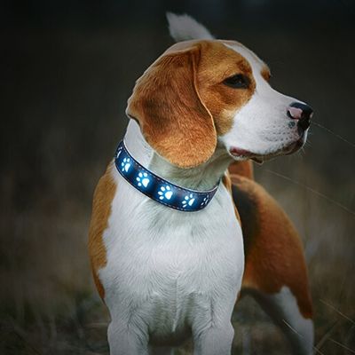 collier-lumineux-pour-chien-confort