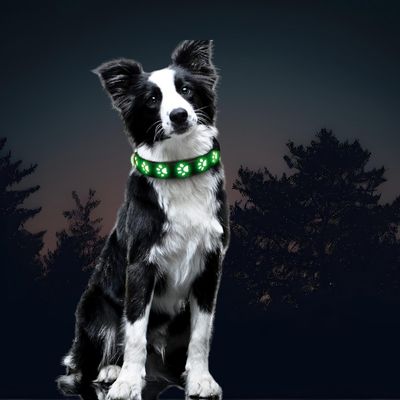 collier-lumineux-pour-chien-soir